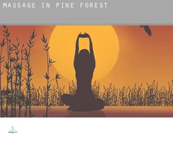 Massage in  Pine Forest